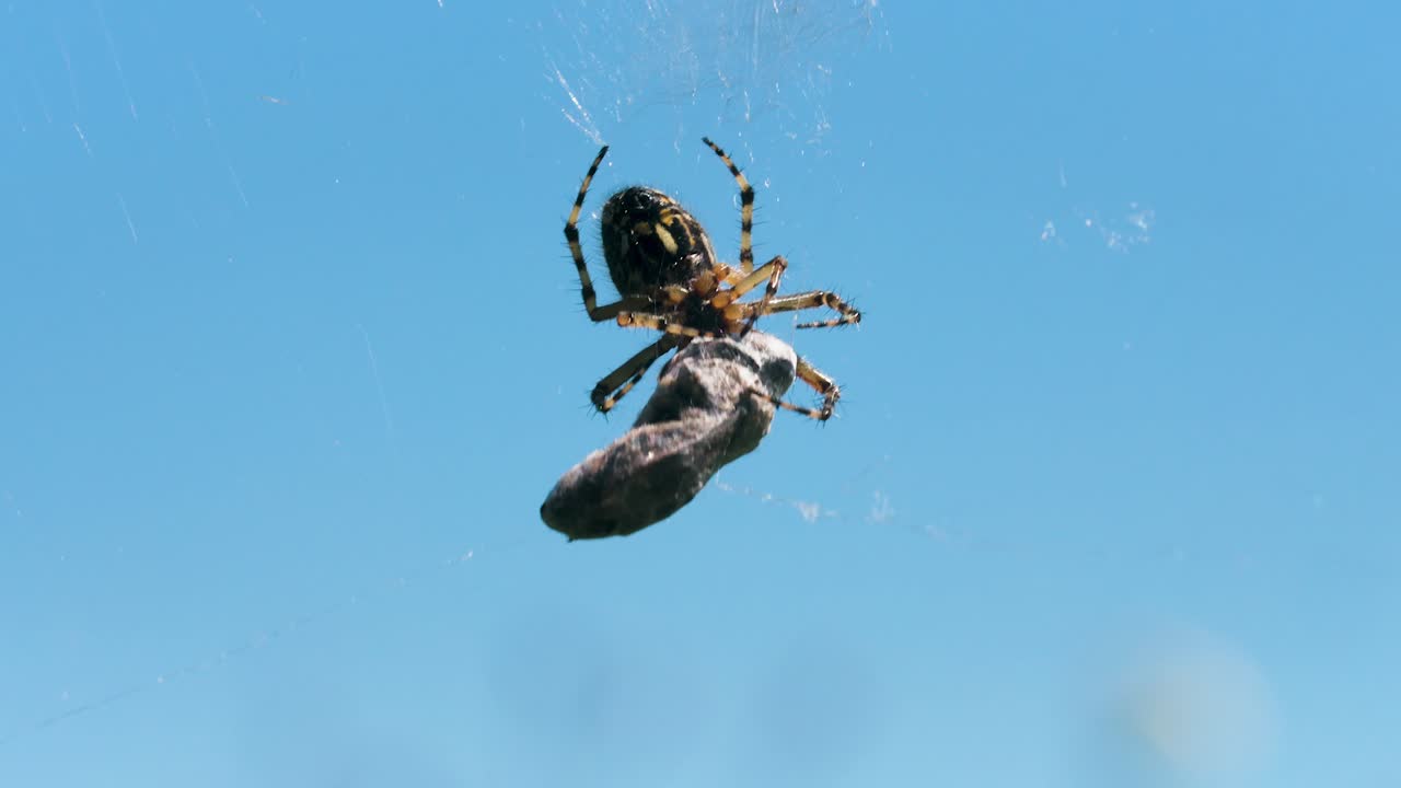 ragno con la preda sulla rete