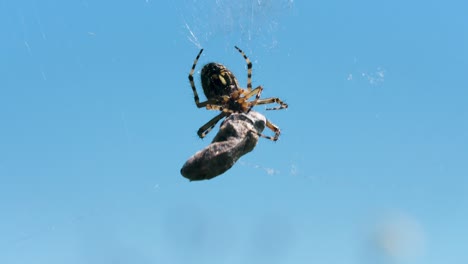 araña con presa en la red