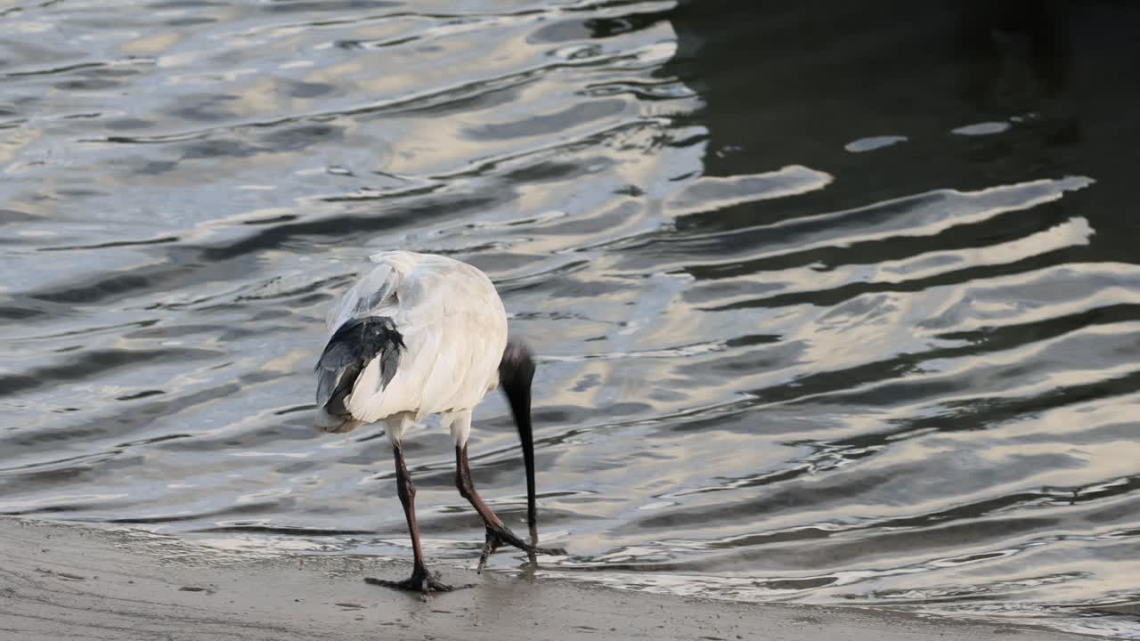 An ibis searches for food by the water's edge