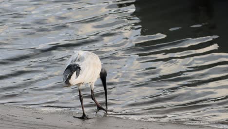 an ibis searches for food by the water's edge