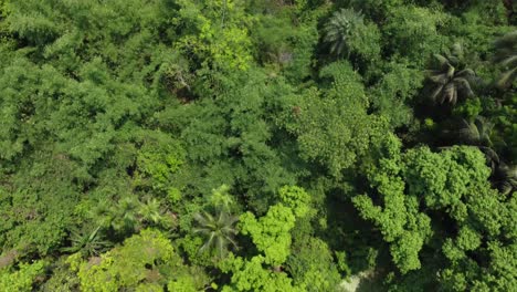 Luft--Oder-Draufsicht-Auf-Tiefgrünen-Wald-Oder-Dschungel