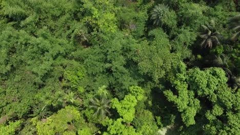 vista aérea o superior del bosque verde profundo o la jungla