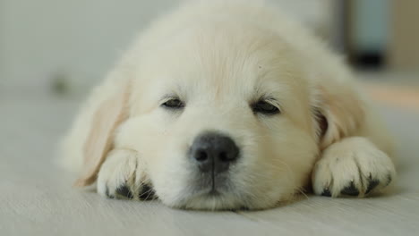 portrait of a cute blonde puppy napping on the floor at home