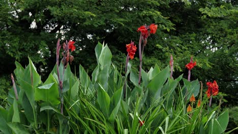 a bunch of bright red canna lilies in a garden