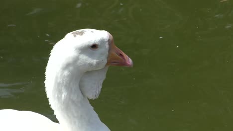 Geschlossener-Blick-Auf-Die-Im-Teich-Schwimmende-Gans