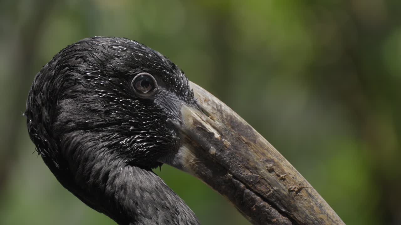 아프리카 오픈빌의 머리 클로즈업
