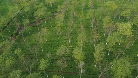 Drone-shot-or-motion-shot-of-tea-garden