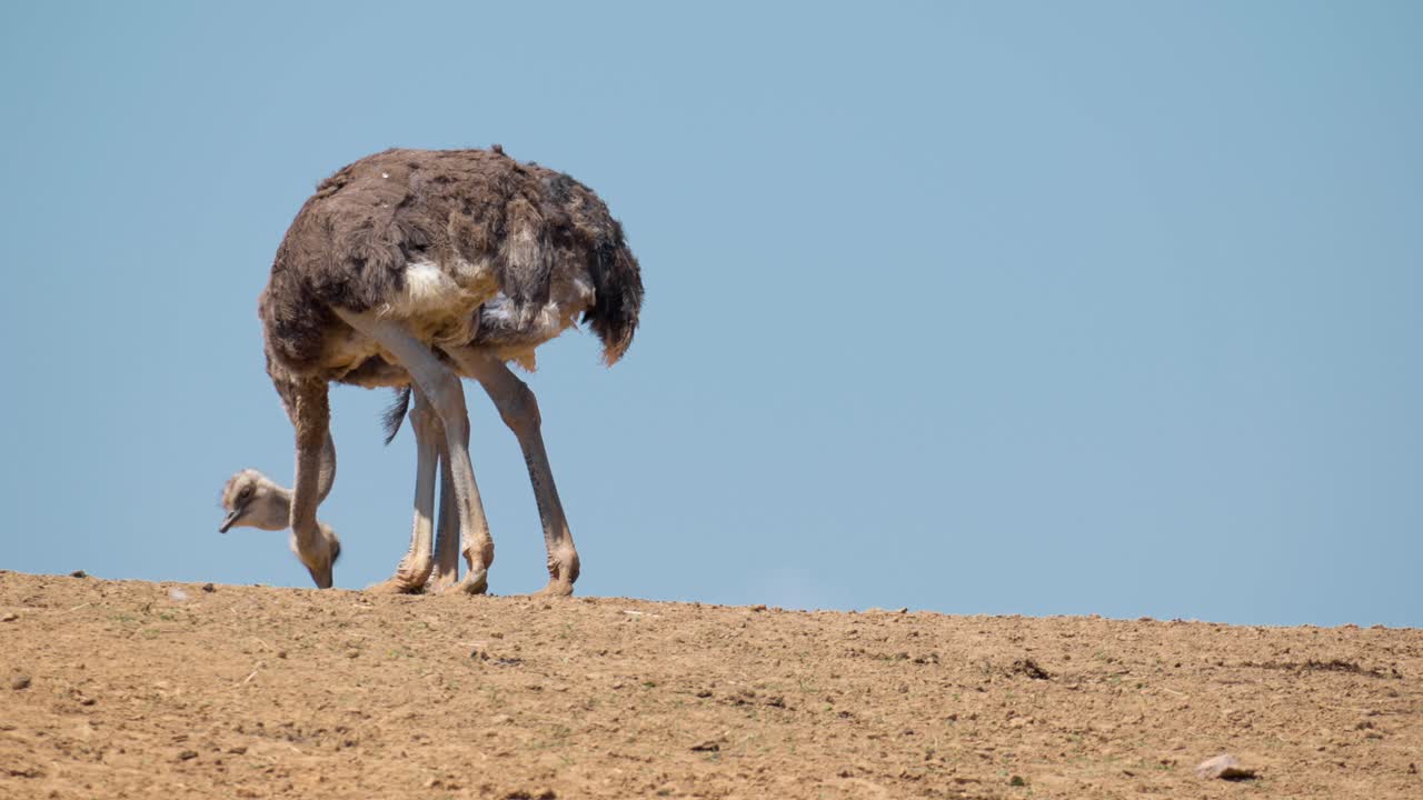 un par de avestruz recogiendo semillas en una colina con fondo de cielo azul claro en las tierras de cultivo de anseong, corea del sur
