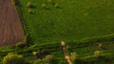 vista aérea de drones de una mujer corriendo con sus perros, en los campos del campo, en un día soleado