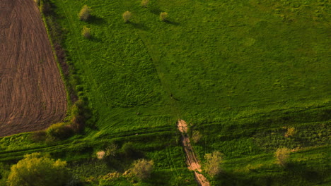 aerial drone view of a woman running with her dogs, in the countryside fields, on a sunny day