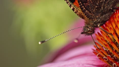 un primerísimo plano macro de la cabeza de una pequeña mariposa tortoiseshell sentada sobre una flor cónica púrpura sobre fondo verde