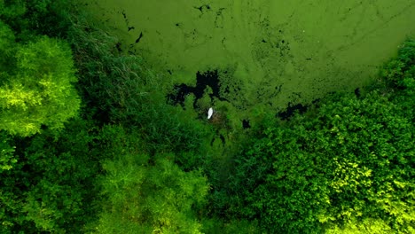 beautiful white swan pull up drone aerial nature shot