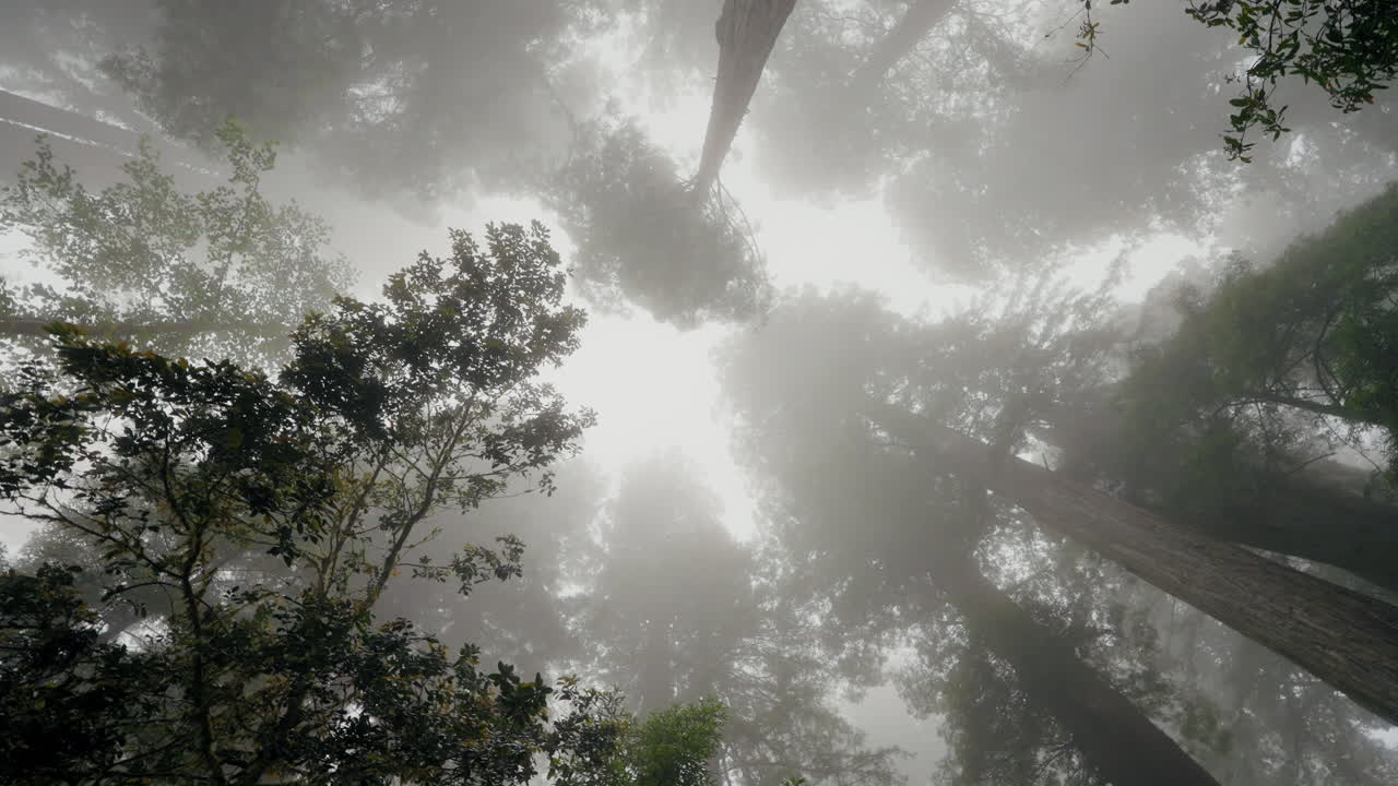 Giant coastal redwood trees reach endlessly into the eerie mist above