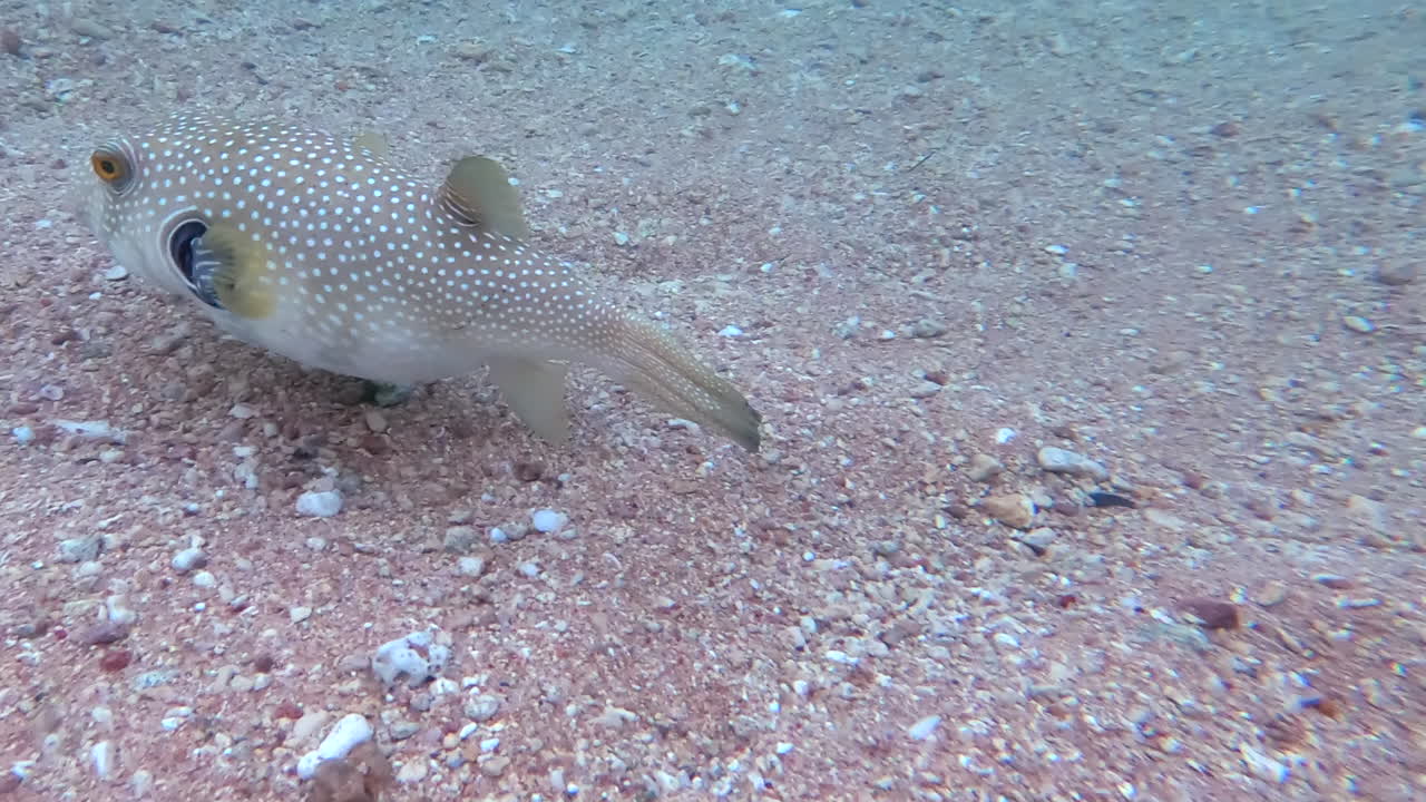Close up of a White-spotted puffer fish eating and swimming in the red sea