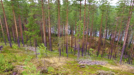 Video-De-Drones-De-Un-Bosque-De-Coníferas-Y-Un-Lago-En-El-Fondo