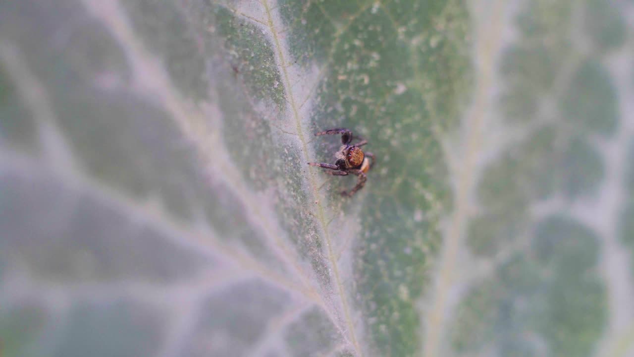 primer plano de una pequeña araña saltadora en una hoja de calabaza en un día ventoso