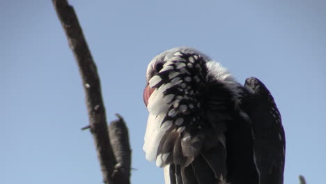 red-billed hornbill preens its feathers on a bare branch against a blue sky