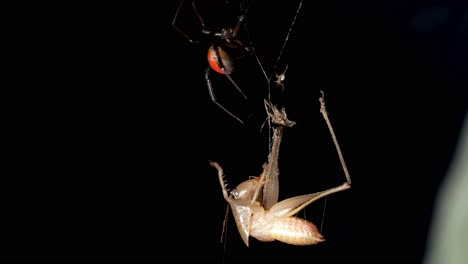 araña de espalda roja venenosa con juveniles suspendidos sobre presas de cricket