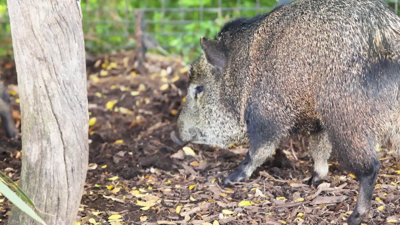 dos pecarías de cuello que se alimentan en un recinto