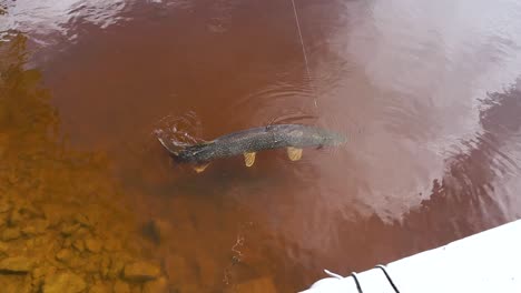 Northern-Pike-caught-on-lure-off-dock-trying-to-swim-away-Manitoba-Canada