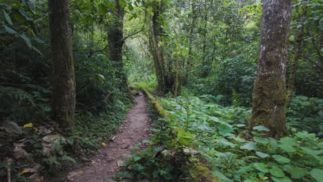 a forest trail in panama's boquete region with lush green vegetation along the path