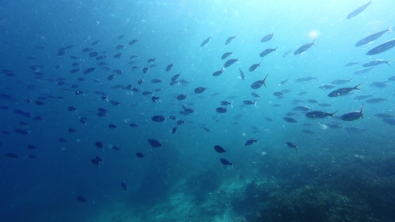 바다의 교향곡으로 수영하고