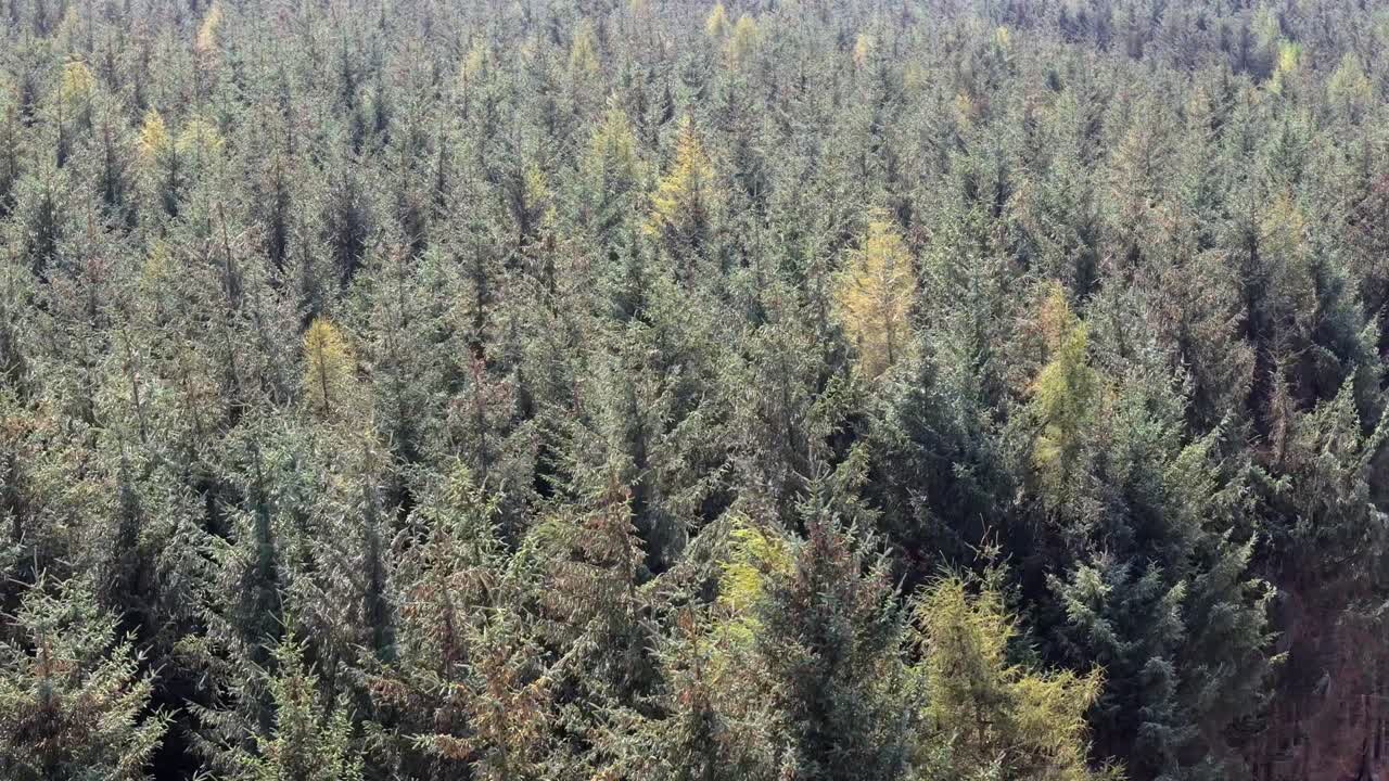 aerial footage of conifer spruce trees in a woodland habitat with green landscape trees swaying in the wind