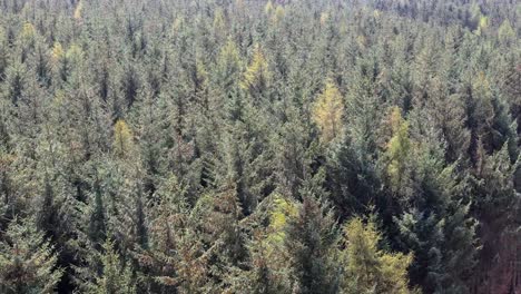 aerial footage of conifer spruce trees in a woodland habitat with green landscape trees swaying in the wind