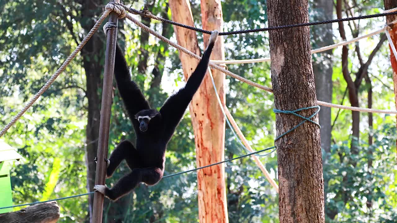el gibón se balancea con gracia a través de cuerdas y árboles