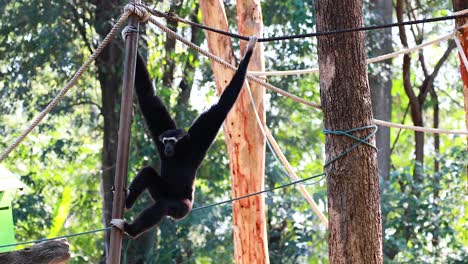 gibbon gracefully swings through ropes and trees