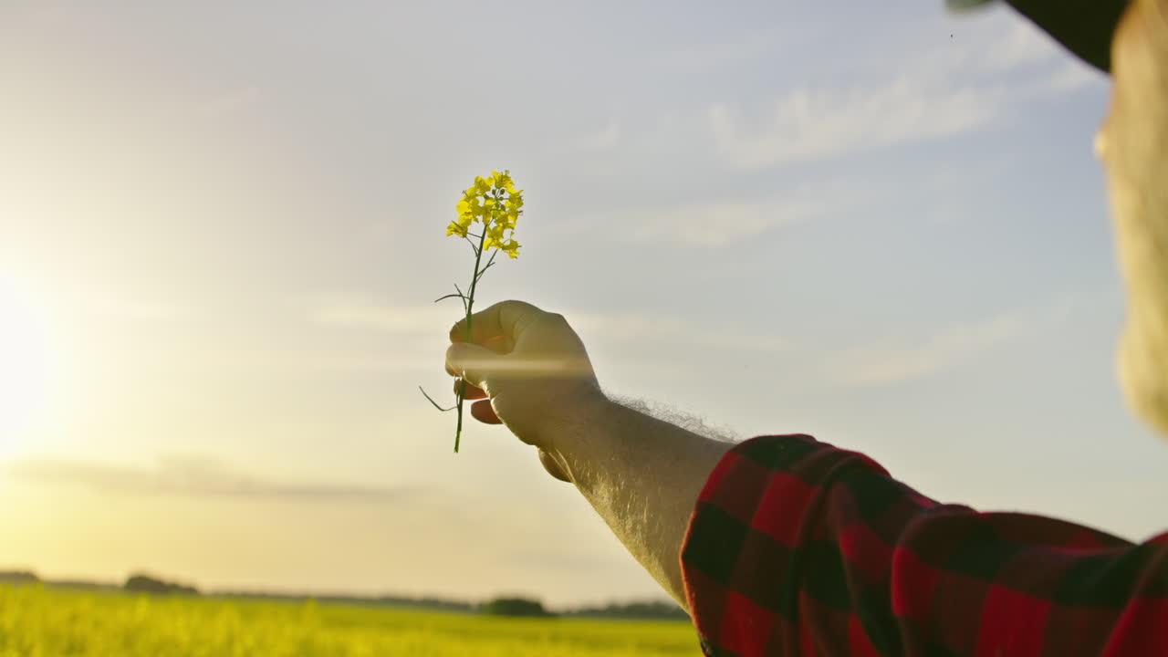 夕暮れの黄金色の畑で菜の花を持つ農家の手