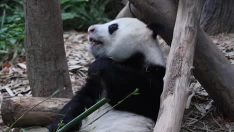 panda feeding on bamboo shoots