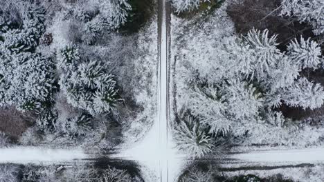 Top-shot-flight-of-a-drone-over-a-white,-snow-covered-forest-with-a-central-path