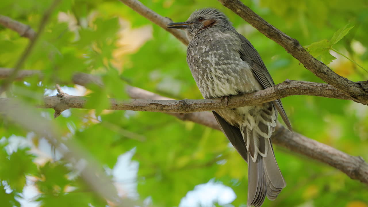 primer plano de bulbul de orejas marrones gritando encaramado en la rama del árbol contra el follaje verde