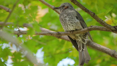 Primer-Plano-De-Un-Bulbul-De-Orejas-Marrones-Gritando-Encaramado-En-La-Rama-De-Un-árbol-Contra-El-Follaje-Verde