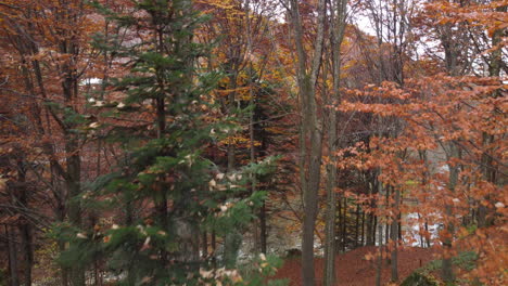 árboles-Del-Bosque-De-Otoño-Follaje-Amarillo-Y-Rojo,-Vista-Aérea-Del-Bosque-En-Temporada-De-Otoño,-Parque-Natural-Colorido