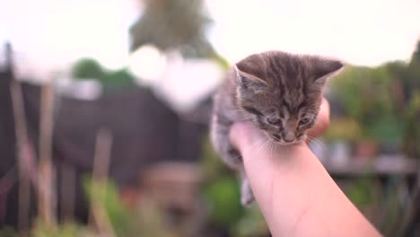 Süße-Kleine-Baby-Katzen-Wurf-Im-Korb-Lernen,-Im-Freien-Zu-Laufen