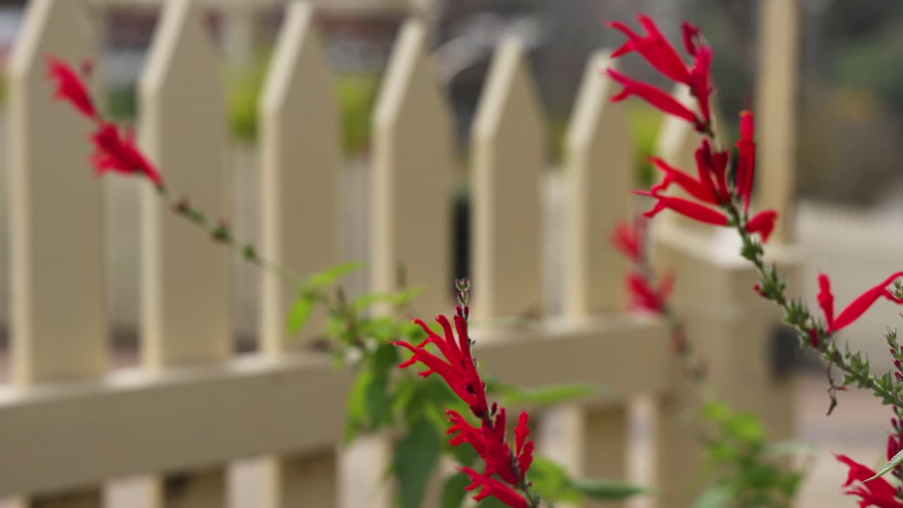 Red flowers blooming near a white picket fence