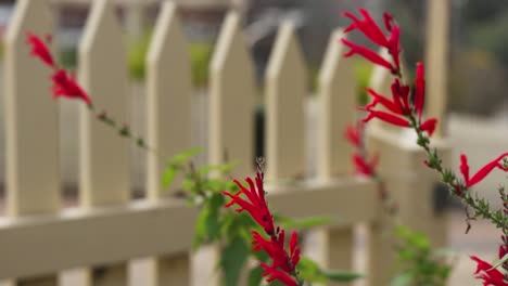 red flowers blooming near a white picket fence