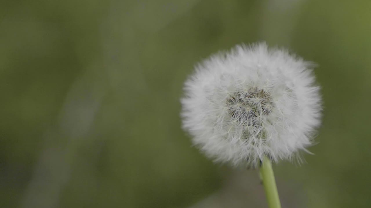 슬로우 모션, 나무 민들레와 봄철 숲의 블루벨