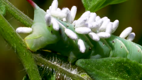 macro static video of a tomato hornworm with parasitic braconid wasp pupa on it