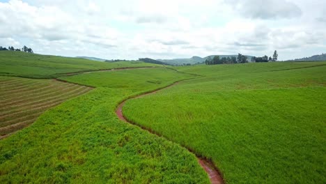 Atemberaubende-Aussicht-Auf-Ein-Fruchtbares-Land-Mit-Grünen-Plantagen-Auf-Einem-Bauernhof-In-Der-Nähe-Des-Mabira-Waldreservats-In-Uganda,-Afrika