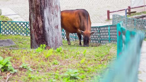 Eine-Stationäre-Aufnahme-Einer-Braunen-Kuh,-Die-Zwischen-Dem-Baumstamm-Und-Dem-Holzzaun-Etwas-Gras-Frisst