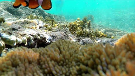 primer plano de un pez payaso nadando en los arrecifes de coral