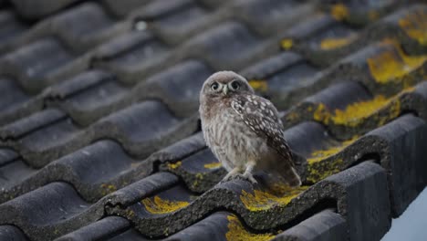 Pequeño-Búho,-Sentado-En-Un-Techo,-Susurrando-Sus-Plumas