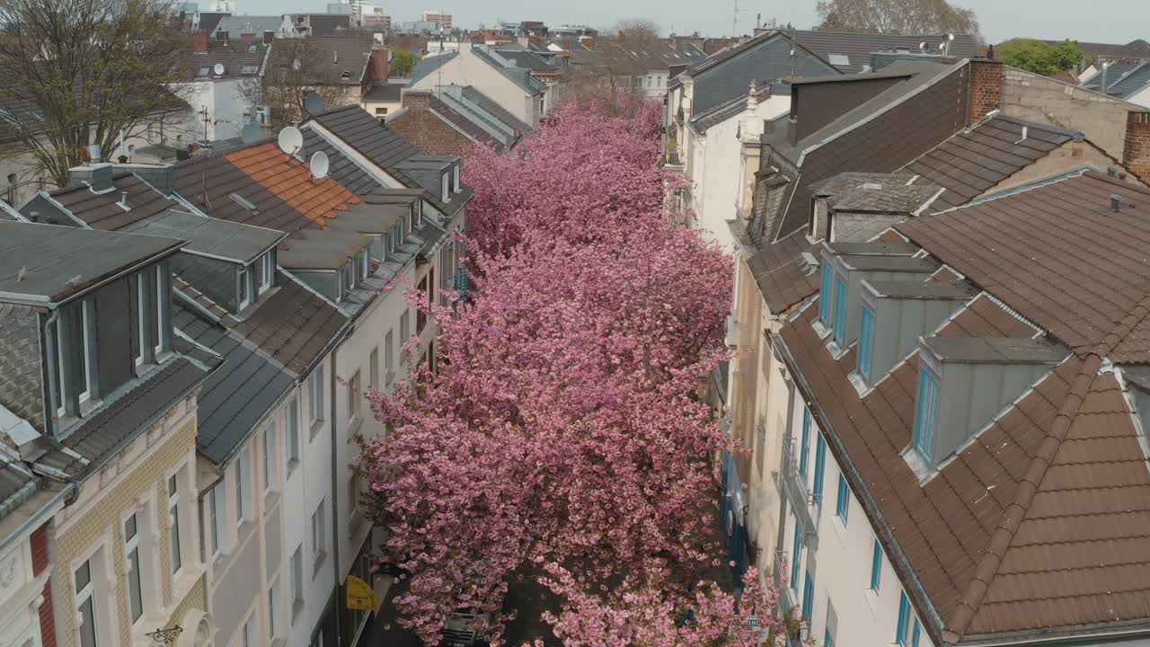 무인 항공기 - heerstraße heerstreet breitestraße bonn 관광 30p에서 kirschbluete 벚꽃의 공중 무인 항공기 샷