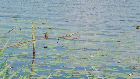 Kingfisher-perched-on-branch-over-idyllic-pond-in-Friesland-Netherlands,-front-view-of-bird-turning-to-left