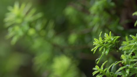 Close-up-of-morning-dew-on-green-leaf