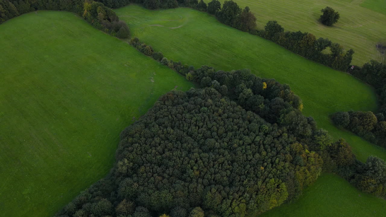 vista aérea de las copas de los árboles caducos y coníferos en medio del paisaje