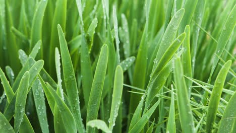 freshly watered grass